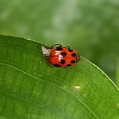 Paridea octomaculata