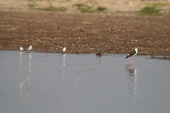 Himantopus himantopus