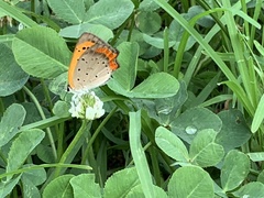 Lycaena phlaeas daimio