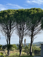 Pinus pinea