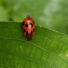 Paridea octomaculata