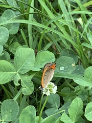Lycaena phlaeas daimio