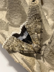 Catocala fraxini
