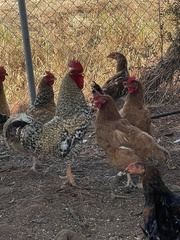 Gallus gallus domesticus