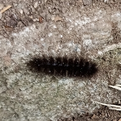 Arctiinae