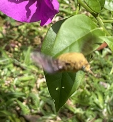 Xylocopa aestuans