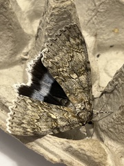 Catocala fraxini