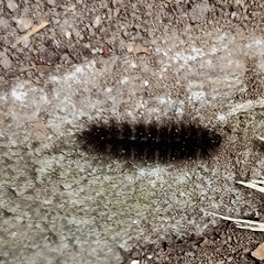 Arctiinae