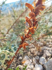 Orobanche