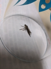 Neomochtherus willistoni