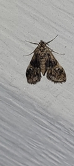 Elophila obliteralis