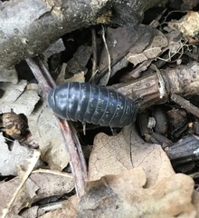 Armadillidium