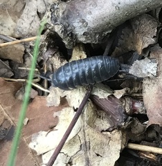 Armadillidium