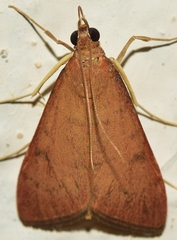 Uresiphita gilvata