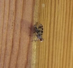 Trypetoptera punctulata