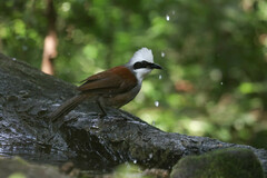 Garrulax leucolophus