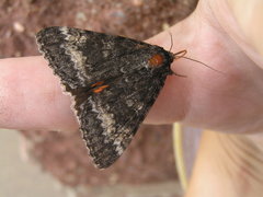 Catocala briseis