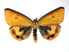 Diacrisia sannio