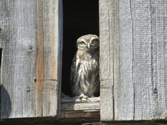 Athene noctua