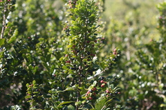 Rhamnus prinoides