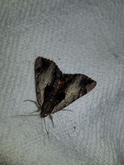 Catocala ultronia