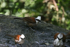 Garrulax leucolophus