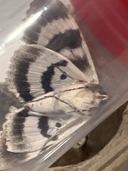 Catocala fraxini
