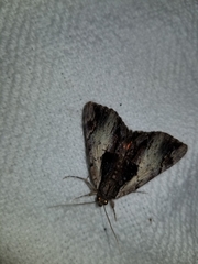 Catocala ultronia