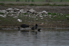 Fulica atra