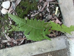 Thelypteridaceae