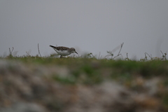 Calidris minuta