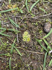 Drosera glanduligera
