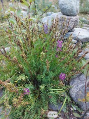 Oxytropis longirostra