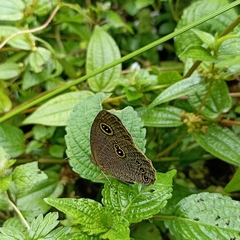 Ypthima nikaea