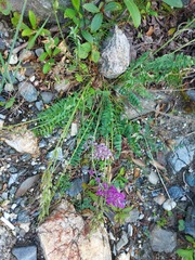 Oxytropis longirostra