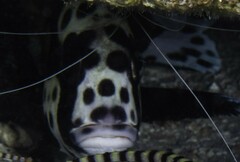 Plectorhinchus chaetodonoides