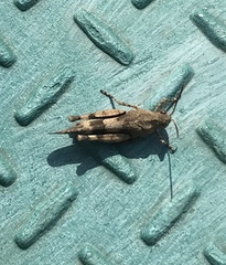 Oedipoda