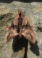 Paonias excaecata
