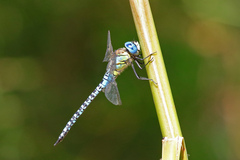 Aeshna affinis