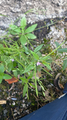 Epilobium