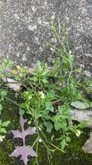 Cardamine flexuosa