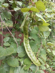 Bauhinia racemosa