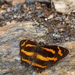 Symbrenthia niphanda