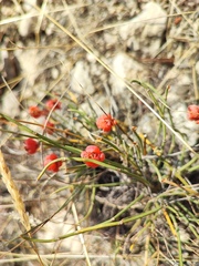 Ephedra distachya