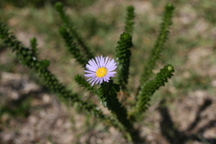 Felicia echinata