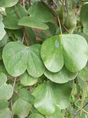 Bauhinia racemosa