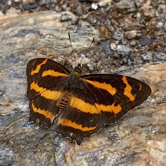 Symbrenthia niphanda