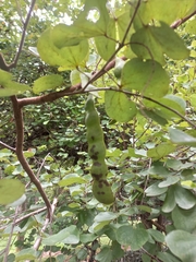 Bauhinia racemosa