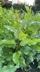 Magnoliopsida