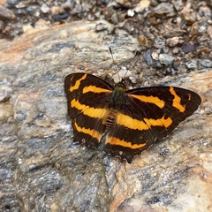 Symbrenthia niphanda